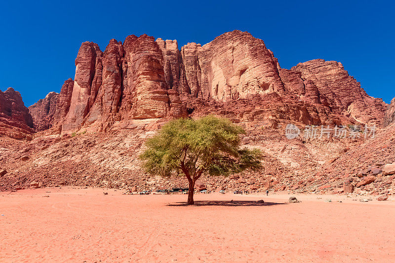 Wadi Rum沙漠中的绿树和约旦的山脉